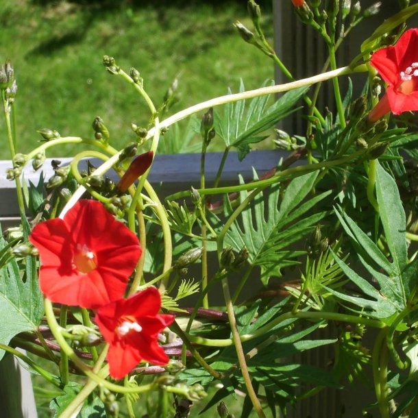 Klatreplanter <br>'Mix' <br><i>Storkb</i>