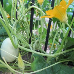 Squash, <br>Spaghetti-<br><i>Cucurbita pepo</i>