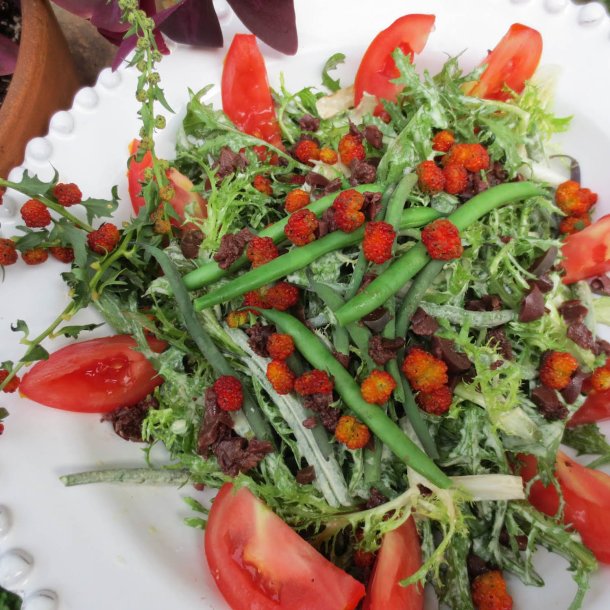 Jordbrspinat <br><i>Chenopodium capitatum</i><br><br>