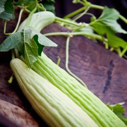 Agurk <br>'Armenian Yard Long' <br><i>Cucumis melo var. flexuosus</i>