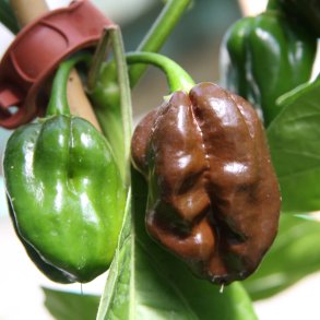 Chili <br>'Habanero Chocolate'<br><i>Capsicum chinense</i>