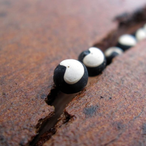 Ballonvin, 'Love in a Puff' <br><i>Cardiospermum halicacabum</i>