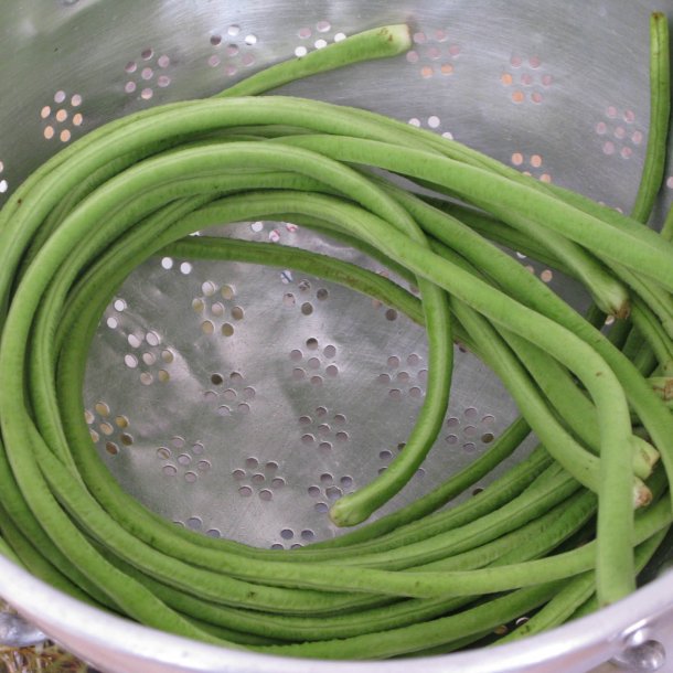 Meterbnne, <br>spaghettibnne<br><i>Vigna unguiculata ssp. sesquipedalis</i>