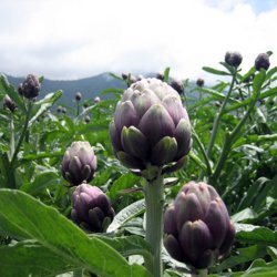 Artiskok <br>'Violet'<br><i>Cynara scolymus</i>