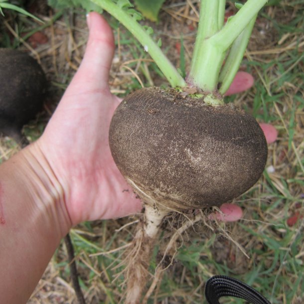 Rddike <br>'Round Black' <br><i>Raphanus sativus</i>
