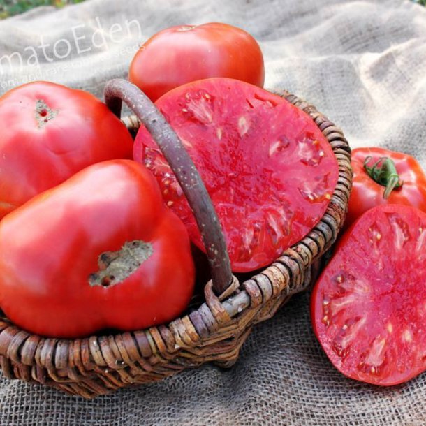 Tomat <br>'Gigante Liscio' <br><i>Lycopersicon esculentum</i>