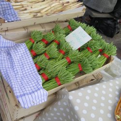 Asparges, Vild - <br>Pyrenisk fuglemlk<br><i>Ornithogalum pyrenaicum</i>