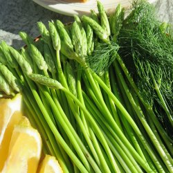 Asparges, Vild - <br>Pyrenisk fuglemlk<br><i>Ornithogalum pyrenaicum</i>