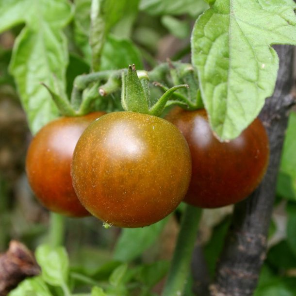 Tomat <br>'Cherry Brown Berry'<br><i>Lycopersicon esculentum</i>