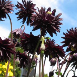 Akeleje <br>'Barlow Black' <br><i>Aquilegia vulgaris</i>