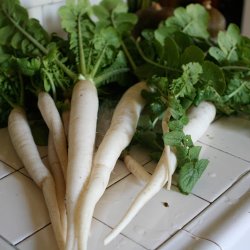 Daikon 'April Cross' F1<br>Kinaradise, japanrddike <br><i>Raphanus sativus var. longipinnatus</i>
