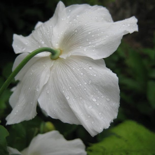 Valmuesster, Tibets - <br>'Alba'<br><i>Meconopsis betonicifolia var. alba</i>