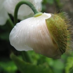 Valmuesster, Tibets - <br>'Alba'<br><i>Meconopsis betonicifolia var. alba</i>