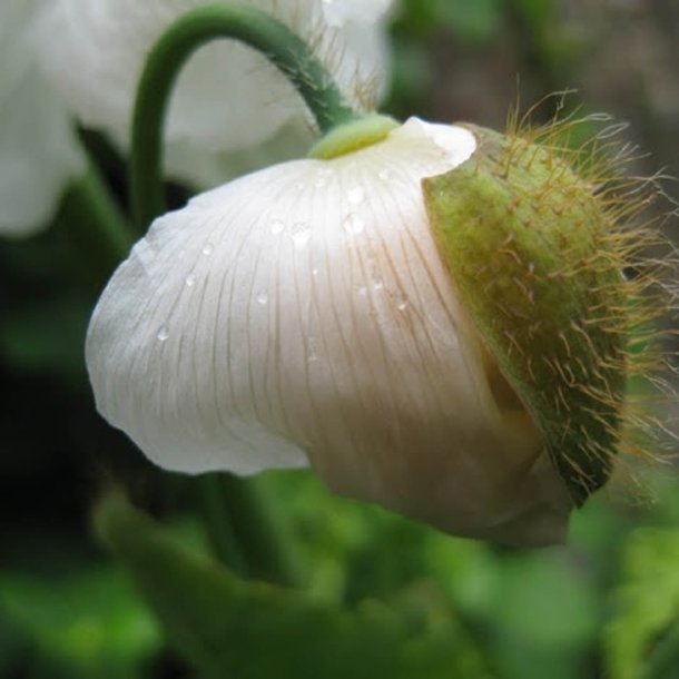 Valmuesster, Tibets - <br>'Alba'<br><i>Meconopsis betonicifolia var. alba</i>