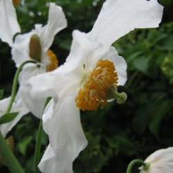 Valmuesster, Tibets - <br>'Alba'<br><i>Meconopsis betonicifolia var. alba</i>