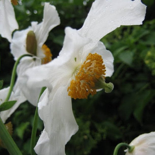 Valmuesster, Tibets - <br>'Alba'<br><i>Meconopsis betonicifolia var. alba</i>