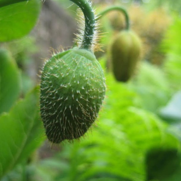 Valmuesster, Tibets - <br>'Alba'<br><i>Meconopsis betonicifolia var. alba</i>