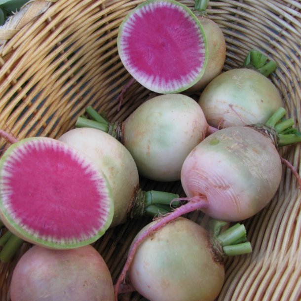 Radise <br>'Watermelon' <br><i>Raphanus sativus</i>
