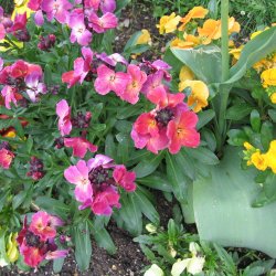 Gyldenlak <br>'Mix' <br><i>Cheiranthus cheiri </i>