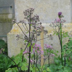 Akelejefrstjerne <br><i>Thalictrum aquilegifolium </i><br><br>