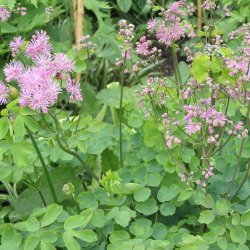 Akelejefrstjerne <br><i>Thalictrum aquilegifolium </i><br><br>