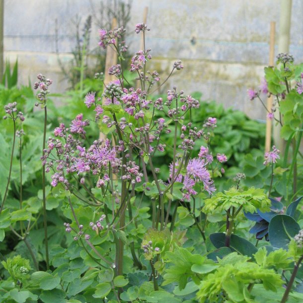 Akelejefrstjerne <br><i>Thalictrum aquilegifolium </i><br><br>