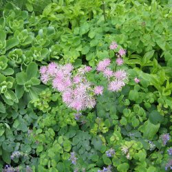 Akelejefrstjerne <br><i>Thalictrum aquilegifolium </i><br><br>