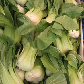 Pak choi <br>'Ryou' F1 <br><i> Brassica rapa var. chinensis</i>