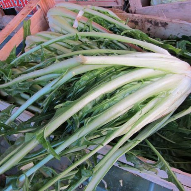 Puntarelle di Galatina, <br>Cikoriesalat<br><i>Cichorium intybus</i>