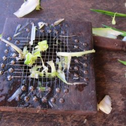 Puntarelle di Galatina, <br>Cikoriesalat<br><i>Cichorium intybus</i>