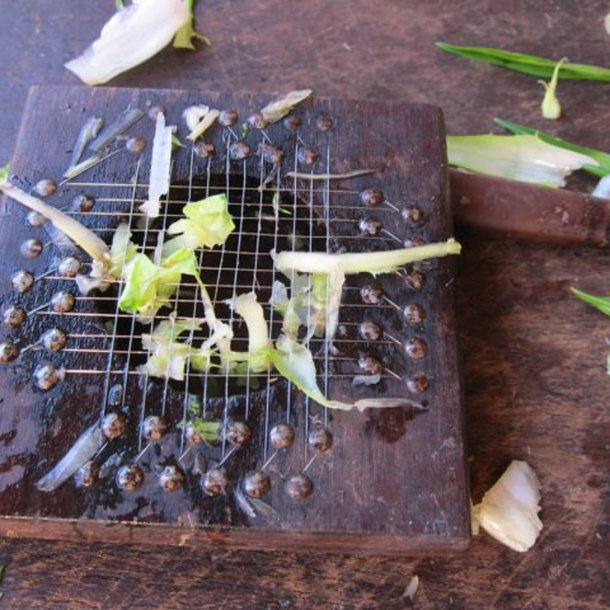 Puntarelle di Galatina, <br>Cikoriesalat<br><i>Cichorium intybus</i>