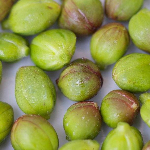 Kapers <br><i>Capparis spinosa </i><br><br>