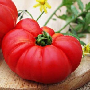 Tomat <br>'Gigante Liscio' <br><i>Lycopersicon esculentum</i>