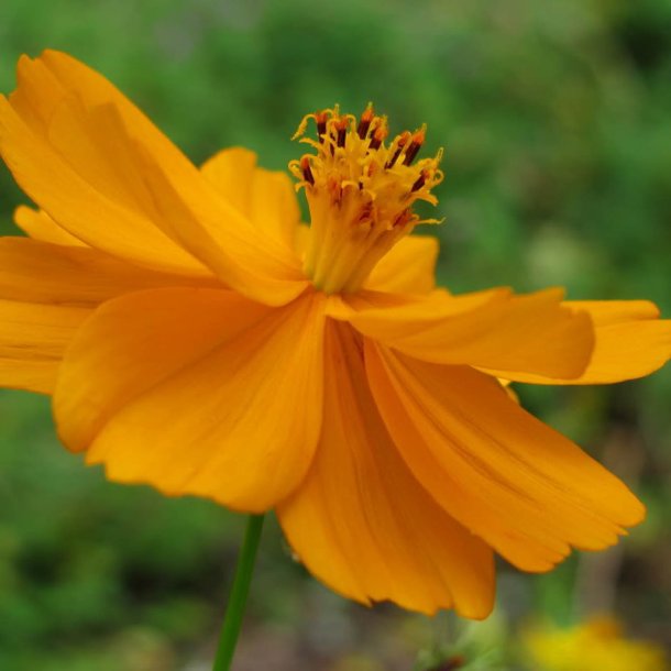 Kosmos, Svovlgul <br>'Bright Lights'<br> <i>Cosmos sulphureus </i>