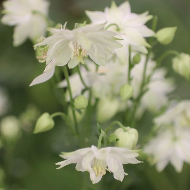 Akeleje <br>'Barlow White' <br><i>Aquilegia vulgaris</i>