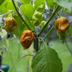Chili <br>'Habanero Mustard'<br><i>Capsicum chinense</i>