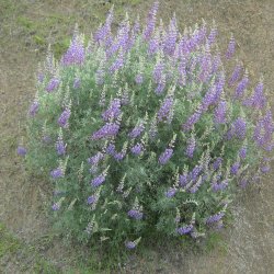 Lupin, <br>Tr�- <br><i>Lupinus arboreus</i>