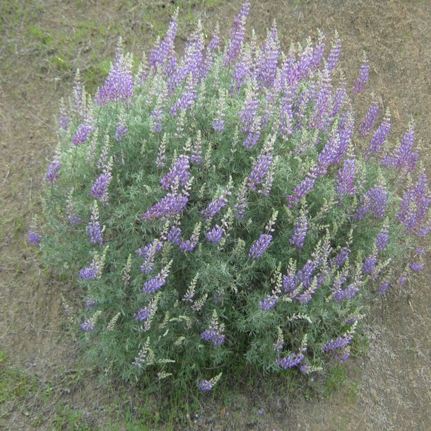 Lupin, <br>Tr�- <br><i>Lupinus arboreus</i>