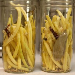 Bnne, Voks- <br>'Dior'<br><i>Phaseolus vulgaris</i>