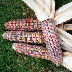 Majs, Indianer- <br>'Ice Lady'<br><i>Zea mays</i>