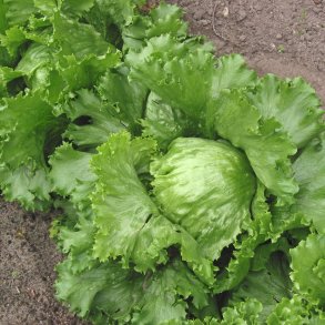 Salat, Iceberg- <br>'Great Lakes'<br><i>Lactuca sativa var. capitata crispum</i>