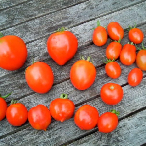 Tomat <br>'Principe Borghese' <br><i>Lycopersicon esculentum</i>