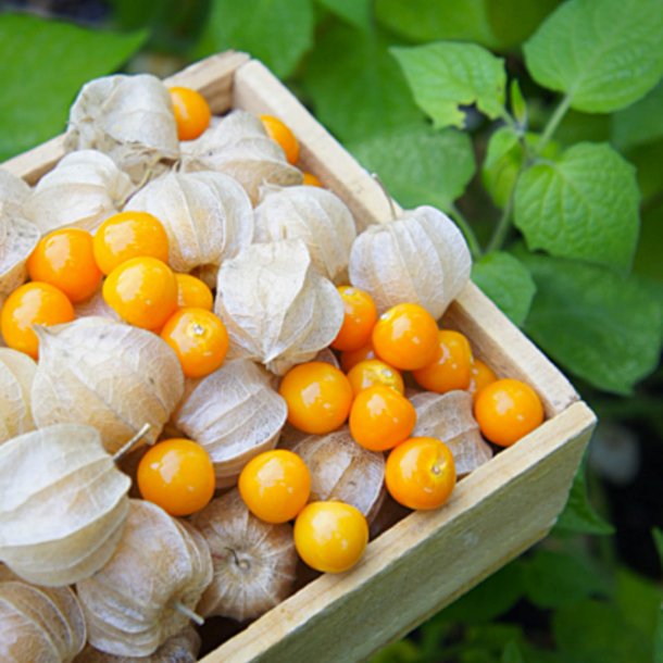 Ananaskirsebr <br><i>Physalis peruviana</i><br><br>