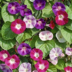 Ipomoea �Mix�<br><i>Ipomoea purpurea/tricolor/ imperialis/quamoclit/noctiflora/lobata </i>   