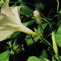 Pragtsnerle <br>'Pearly Gates'<br><i>Ipomoea purpurea </i>