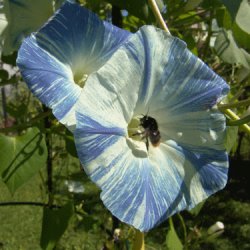 Pragtsnerle <br>'Flying Saucers'<br><i>Ipomoea tricolor </i>