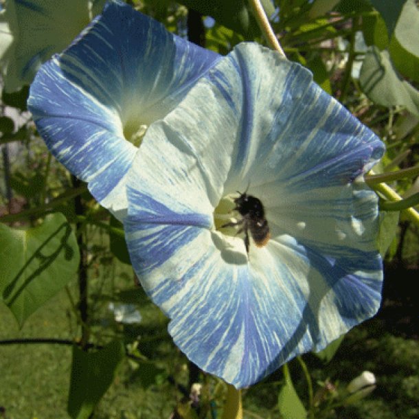 Pragtsnerle <br>'Flying Saucers'<br><i>Ipomoea tricolor </i>