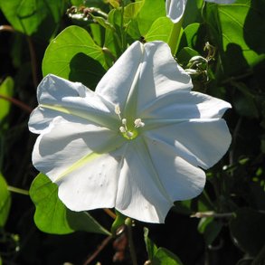 Mneblomst, <br>Bona nox <br><i>Ipomoea alba noctiflora</i>