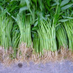 Vandspinat, <br> Entsai <br><i>Ipomoea aquatica</i><br>