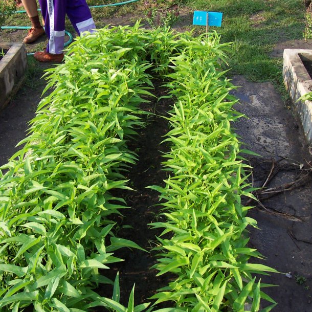 Vandspinat, <br> Entsai <br><i>Ipomoea aquatica</i><br>